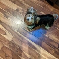 Small dog standing on a wooden floor, looking up, with shadow of a person wearing slippers visible at the bottom of the image.