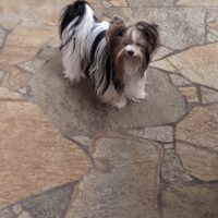 Small fluffy dog with long, white, and black fur standing on a stone tiled floor, looking up.