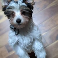 A small, fluffy dog with white and black fur stands on its hind legs on a wooden floor, looking up at the camera.