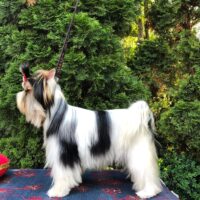 A small dog with black and white fur, standing on a table against a backdrop of lush greenery.