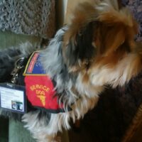 Small dog wearing a red service dog vest with an ID badge clipped to the vest, sitting and looking to the side.