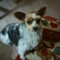 Small dog with black, white, and tan fur sitting on a carpet with a floral pattern.