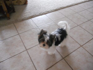 A small black and white dog standing on a tiled floor, looking up at the camera.