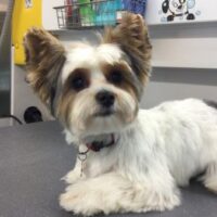 Small white and brown dog with fluffy ears lays on a gray surface in a grooming area.