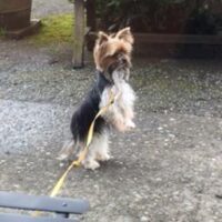 A small dog with a long, yellow leash stands on its hind legs on a concrete surface near a bench and greenery.