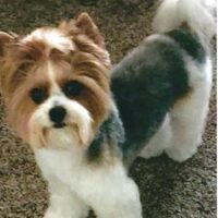 A small, fluffy dog with a tricolor coat stands on a carpeted floor, looking up at the camera.