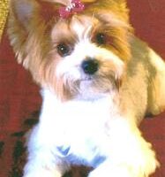 Small dog with brown and white fur, wearing a pink bow on its head, lying down on a red surface.