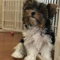 Small fluffy dog with tricolor fur, sitting on a wooden floor inside a white playpen, with a pink toy ball in the background.