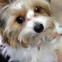 A close-up of a small, fluffy dog with light brown, white, and black fur, looking up with large dark eyes.