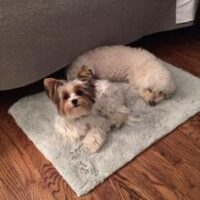 Two small dogs resting on a light-colored rug on a wooden floor; one is lying down while the other is curled up and sleeping.