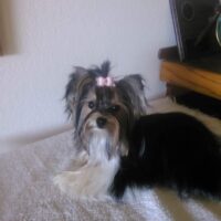 Small dog with long fur and a pink bow sits on a bed covered with a white blanket, next to a wooden piece of furniture.