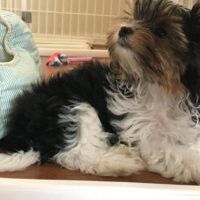 Small black, white, and tan puppy laying on the floor next to a light blue dog bed with toys in the background.